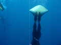 FREEDIVING WORLD CHAMPIONSHIP patrick poggi