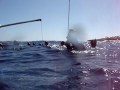 FREEDIVING WORLD CHAMPIONSHIP patrick poggi