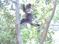 MACACOS ATACANDO E ARRANCA DEDO DO CINEGRAFISTA!!! BRASILIA MACACOS ATACANDO E ARRANCA DEDO DO CINEGRAFISTA!!! BRASILIA