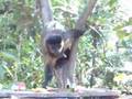 MACACOS ATACANDO E ARRANCA DEDO DO CINEGRAFISTA!!! BRASILIA