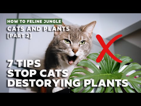 How to Keep Cats from Destroying Your House plants l 7 Tips & Strategies 2020