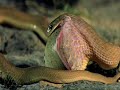 Serpiente comiendo un huevo bastante mas grande que su mandíbula