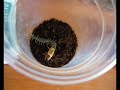 Korean centipede hunting a cricket
