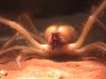  Camel Spider solpugid wind scorpion sun spider