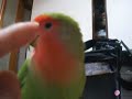 My Love Bird