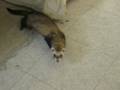 videos de mon furet plus obeissant que mon chien...ou presque..