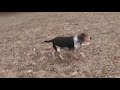 Squirrel Hunter