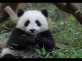 Su Lin & Bai Yun\