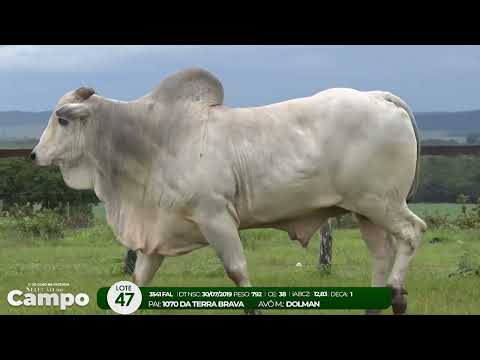 1 De Olho na Fazenda SELEO DO CAMPO