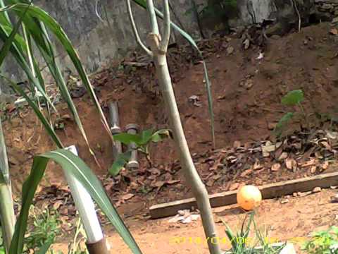 how to fertilize mango tree
