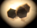 Morgellons Hexagons, Fibers, Transhumanism, Chemspray, New World Order