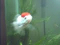 meu aqua plantado com 1 mês montado... veja quando plantado recentemente:     http://www.youtube.com/watch?v=3A3lTO...Fauna: 3 Matogrossos, 3 Espadas, 3 Molinésias, 4 Platys, 2 Acará Bandeira, 2 Paulistinhas, 2 Kinguios( Oranda e Telescópio, 1 Dojo, 1 Mocinha, 1 Corydora, 1 lebiste Femea, 1 Cruzeiro do Sul, 2 barbos Ouro e 2 tetra negro. 