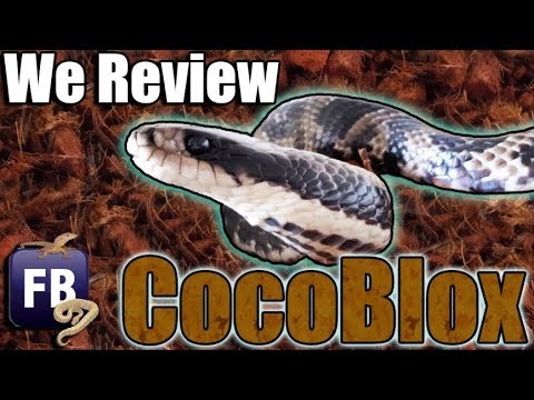 YouTube reptile video