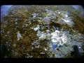 see www.nauticvideo.com for the full gallery of underwater video clips.  the barnacles we encounter are northern rock barnacles. they live from the high tide level down to beow a hundred feet. they are sessile, meaning as adults they live attached to solid surfaces. in deep water, here about 30 feet, they reach a size of about 1 inch in diameter. they feed by using their legs to gather plankton and stuff it into their mouths.
