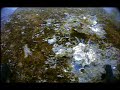 see www.nauticvideo.com for the full gallery of underwater video clips.  the barnacles we encounter are northern rock barnacles. they live from the high tide level down to beow a hundred feet. they are sessile, meaning as adults they live attached to solid surfaces. in deep water, here about 30 feet, they reach a size of about 1 inch in diameter. they feed by using their legs to gather plankton and stuff it into their mouths.