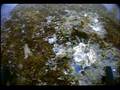 Barnacles Gathering Plankton