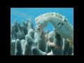 underwater diaporama nha trang ghost pipe fish sea horsh shrimp crab