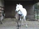Fascinada TFA - PRE Filly WWW.TUPPERFARMS.COM