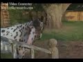 Brutemovies - Piepie Lulkous voice-over Part 2			