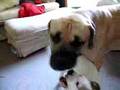 Boerboel video