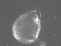 The ultra-fast trap of an aquatic carnivorous plant