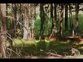 Predator Cloak Effect