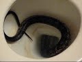 Rat snake in toilet Kerrville Texas