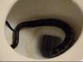 Rat snake in toilet Kerrville Texas