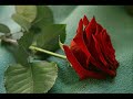 Smilers - N�rtsinud roos