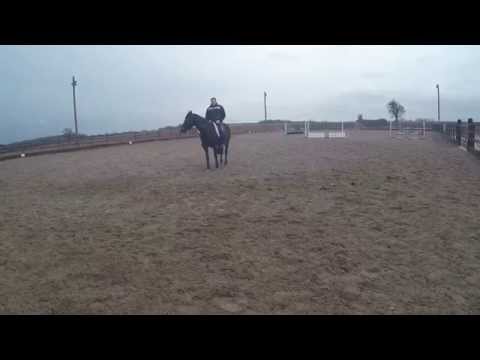- Fallowfen Training Kennels - Fallowfen Training Kennels