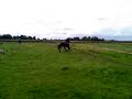 koop