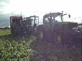 Lifting parsnips on Gotland.