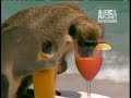 Drunk Monkeys Drunk Monkeys