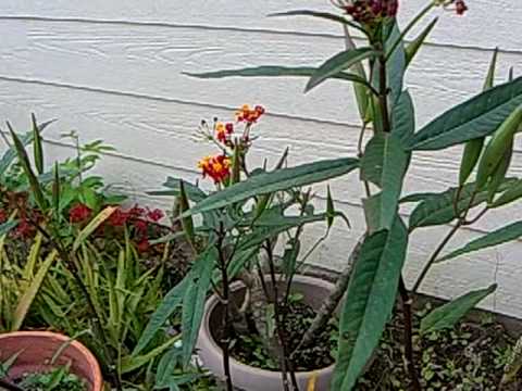 how to plant milkweed