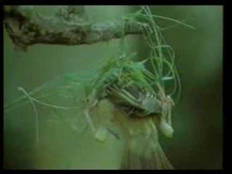 Wow did you know how weaver bird ...