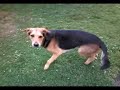 Me Playing With My Dog Leo Again