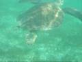 Snorkelling with turtles at Tobago Cay Grenadines