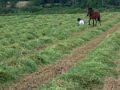 Chute a cheval