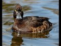 HERKEN DE VOGEL deel 4