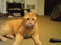 Tigger Talks Britney Spears Married again to papparazzi