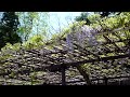 2009/04/29 笠間稲荷神社の藤