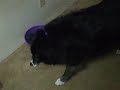 Howling Molly, Again :)