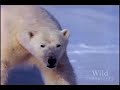 Polar Bear vs. Walrus