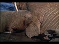 Polar Bear vs. Walrus
