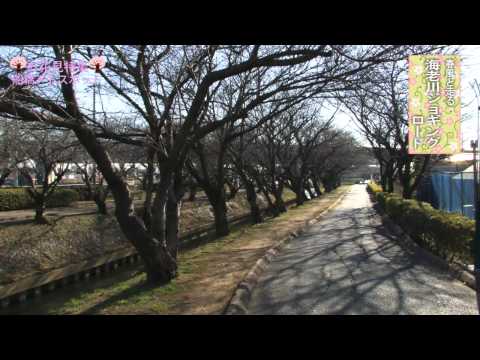 アドスポットお花見特集-海老川ジョギングロード-