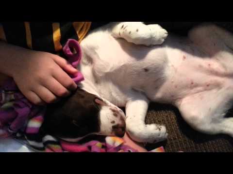 how to cure puppy hiccups