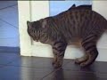 かわいい猫動画