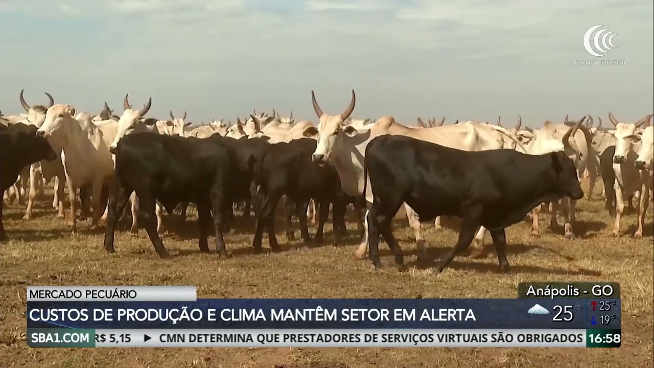 Produtor projeta mercado firme para o gado de reposição em 2026