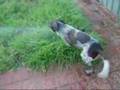 Braco Alemán de Pelo Corto video