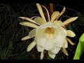 night blooming cereus time lapse